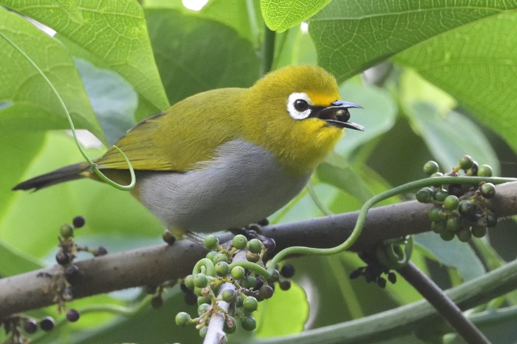 South Pare White-eye-Mateys Wild Tours