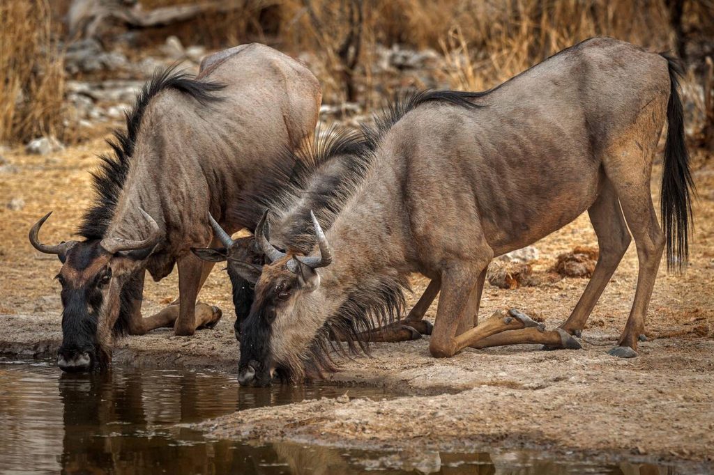 Wildebeest Drinking Water in Mikumi National-Mateys Wild Tours