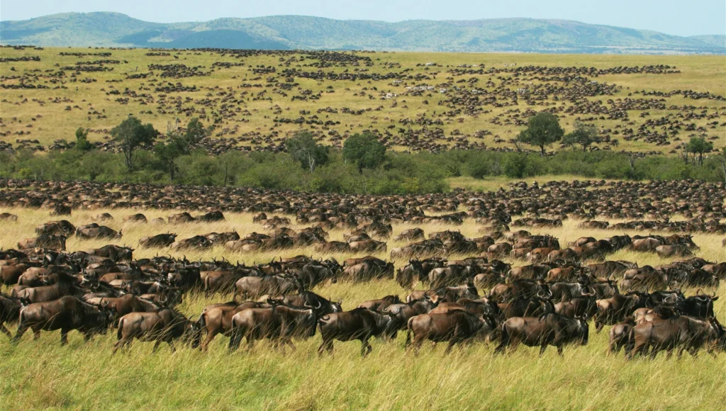 Wildebeest-Migration-Mara Triangle-Kenya-Mateys Wild Tours