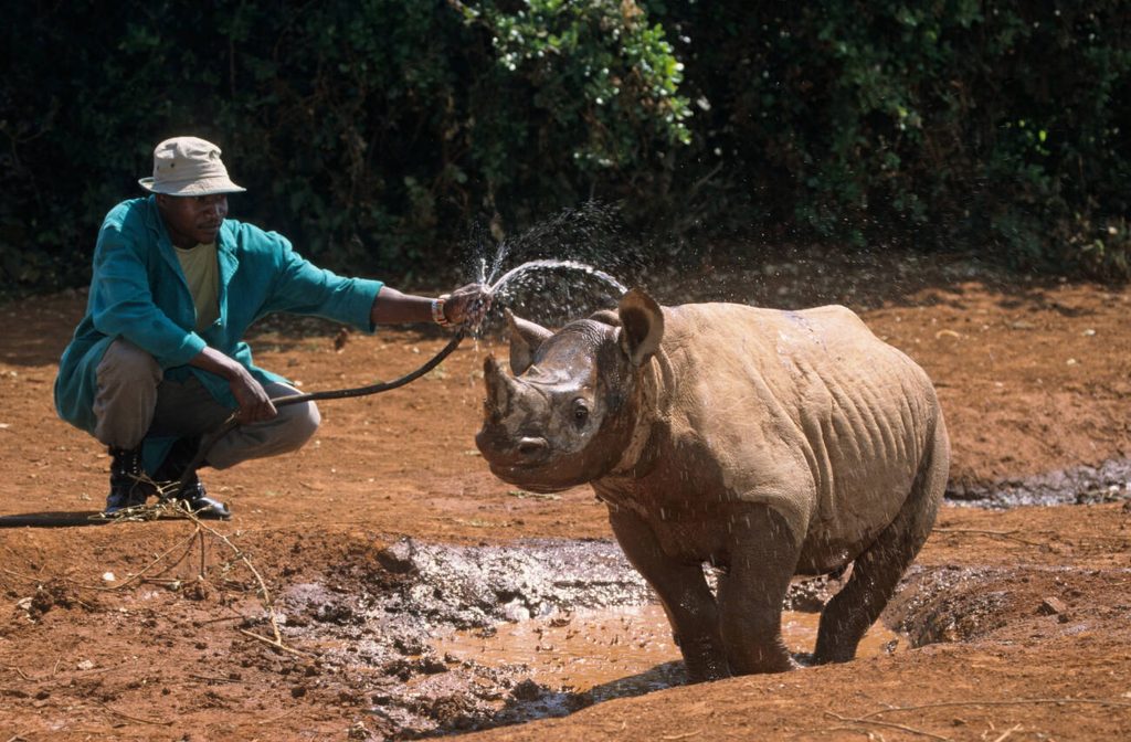 Young Black Rhinoceros In Sheldrick Elephant trust-Mateys Wild Tours