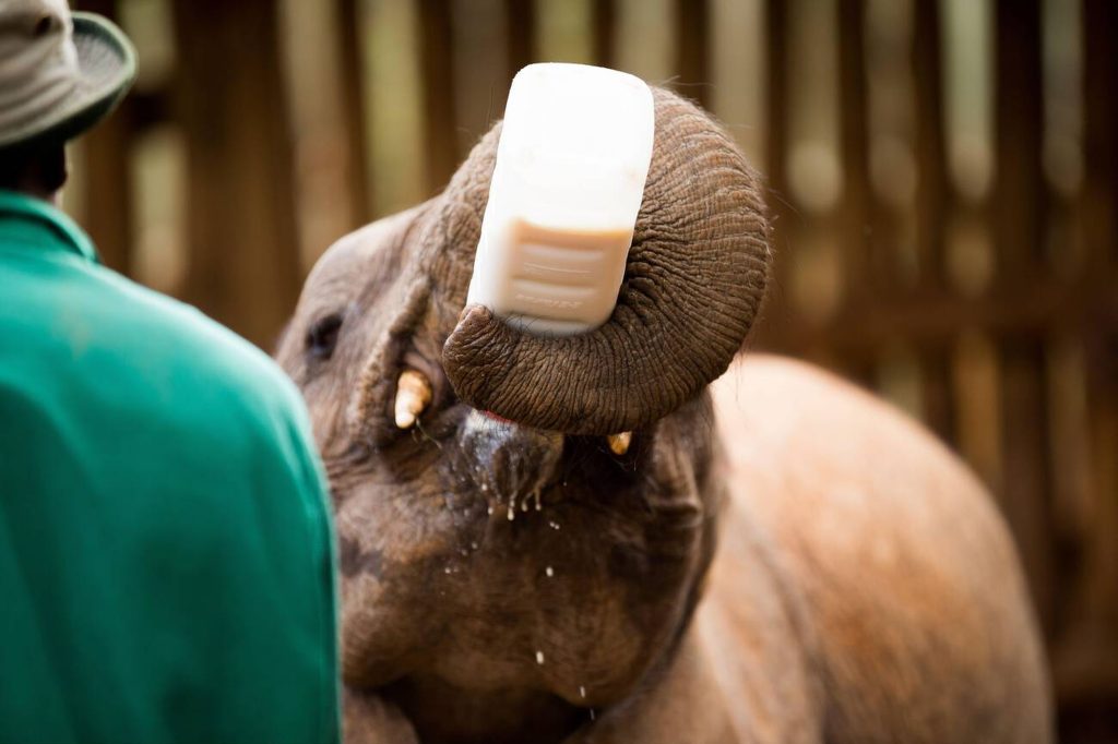 Orphaned elephant-Sheldrick Elephant Trust-Mateys Wild Tours