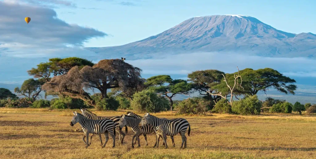 Zebra and Balloon Safari In Amboseli National Park-Kenya-Mateys Wild Tours