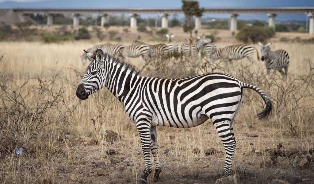 Zebra and Standard Gauge Railway in Nairobi National Park Mateys Wild Tours scaled e1757614749165