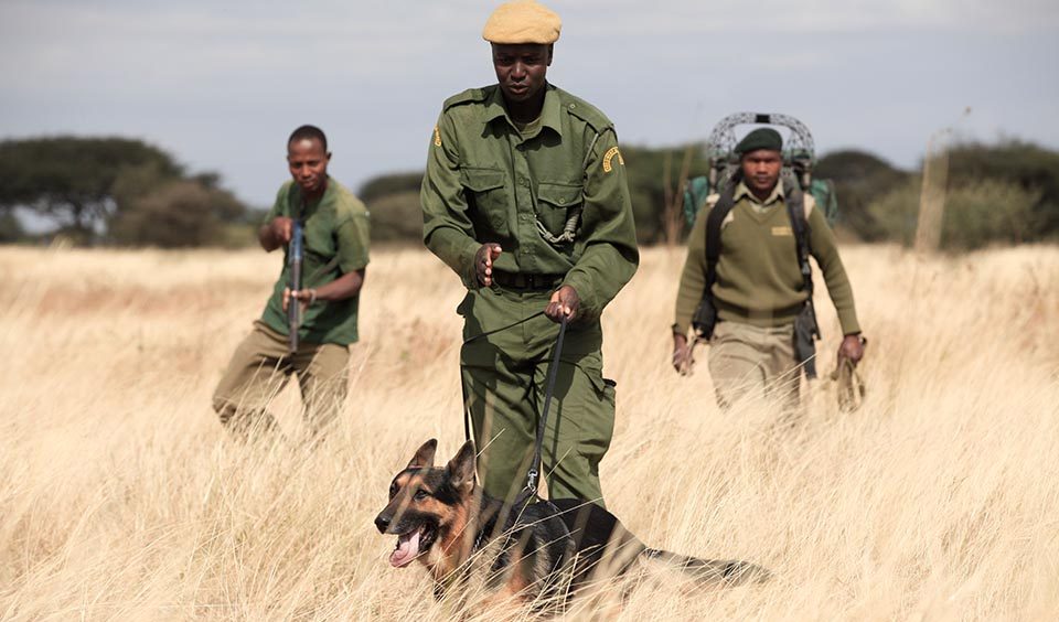 k9-dog-unit-Mateys Wild Tours-Ol Pejeta Conservancy