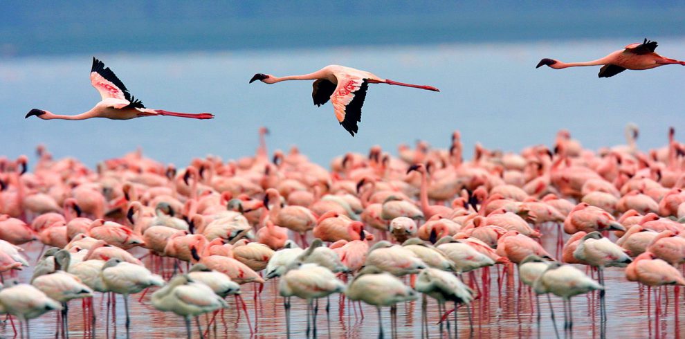Lake Naivasha-Flamingoes-Mateys Wild Tours