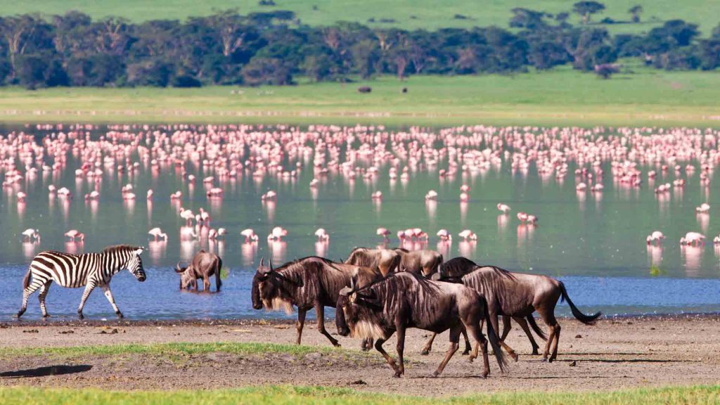 lake-manyara-national-park-Mateys-Tours