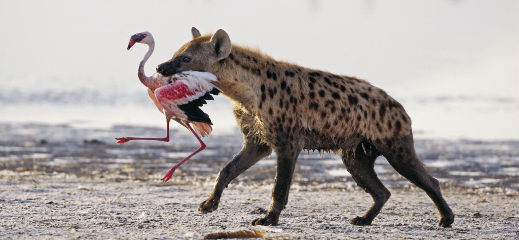 lake-nakuru-Hyena Eating Flamingo-Mateys Wild Tours.