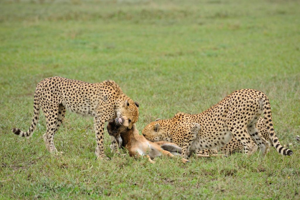 6 Day Mid-Range Tanzania Tour-Mateys Wild Tours.