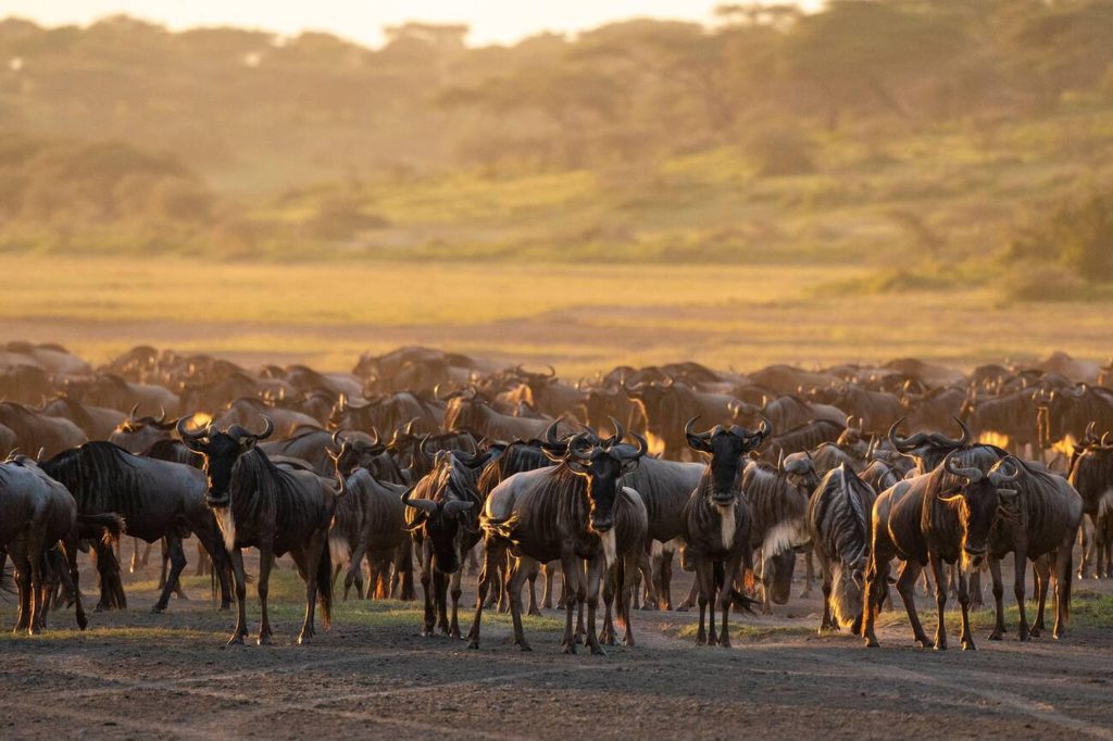 7-Day Wildebeest Calving Season in Ndutu-Mateys Wild Tours.