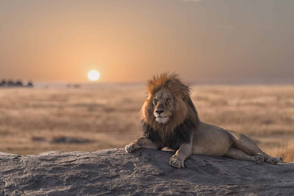 Bob Jr in Serengeti-Mateys Wild Tours.