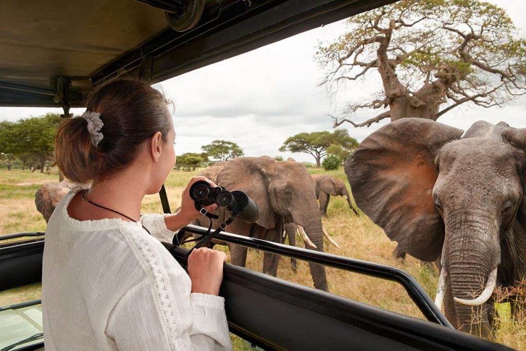 Choose The Perfect with Elephant-Mateys Wild Tours.
