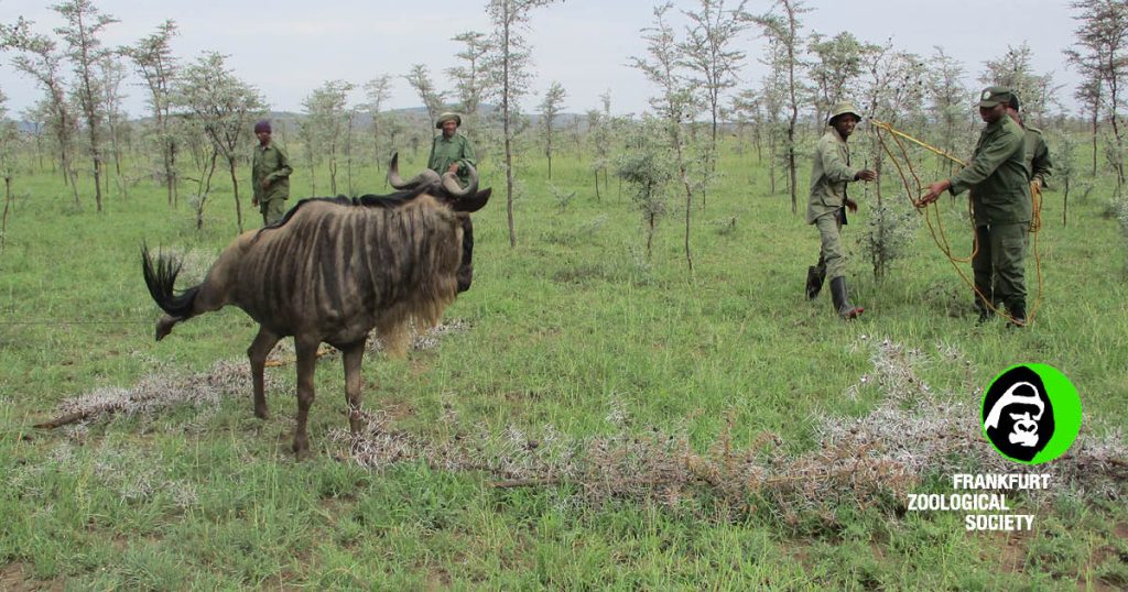De-snaring Wildlife in Serengeti-Mateys Wild Tours.