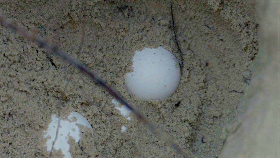 Green Turtle Eggs in Saadani National Park-Mateys Wild Tours.