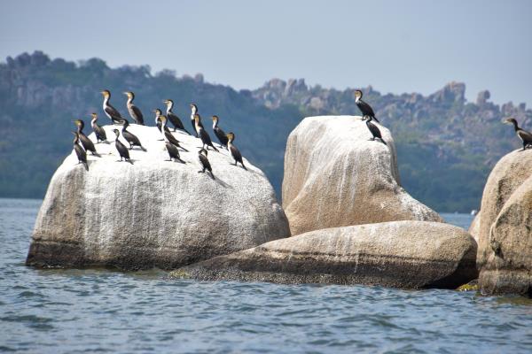 Kormorant in Saanane Island National Park-Mateys Wild Tours.