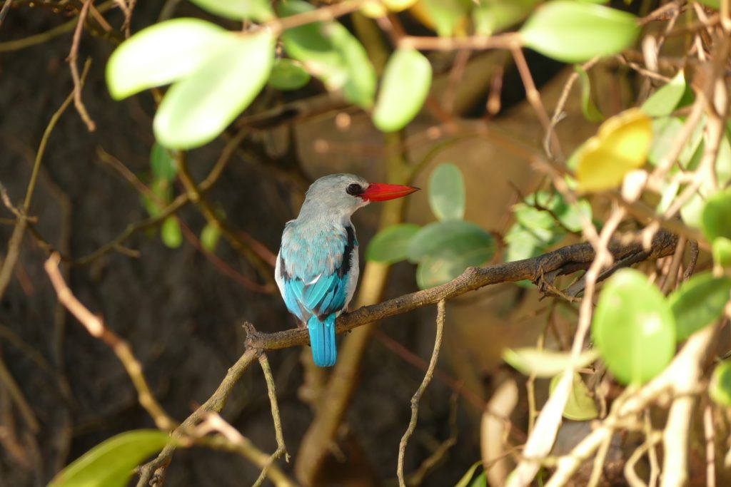 Mangrove Kingfisher Saadani National Park-Tanzania-Mateys Wild Tours.