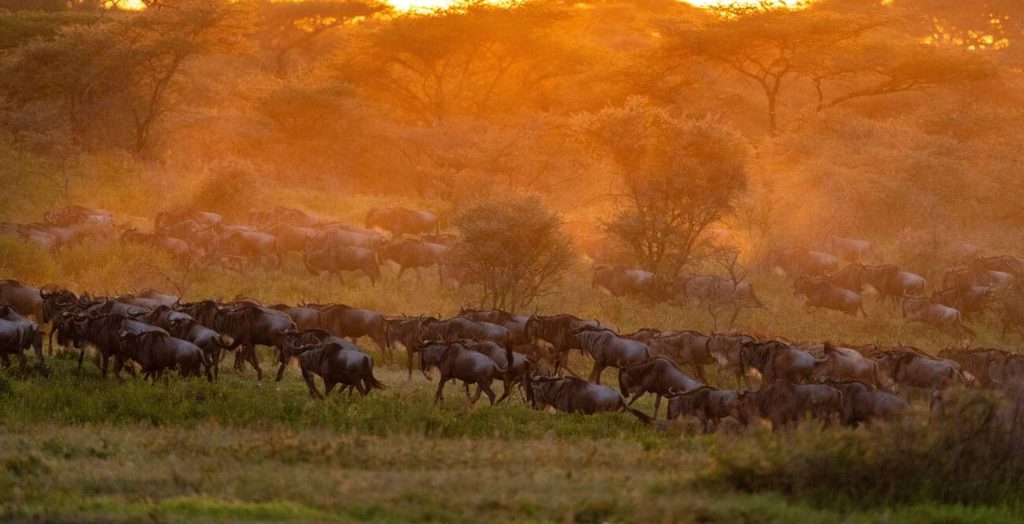 Wildebeest Calving Season In Ndutu-Mateys Wild Tours.