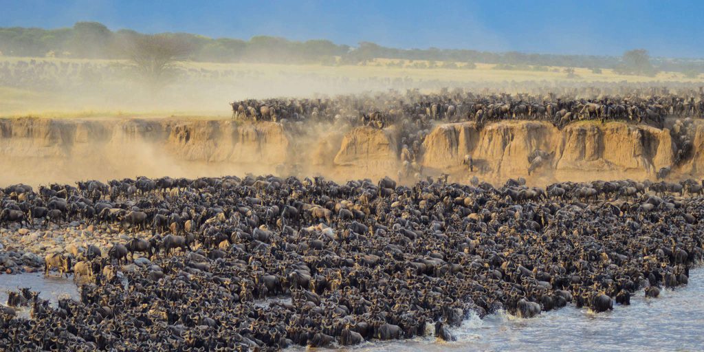 Wildebeest Migration in Serengeti-Mateys Wild Tours.