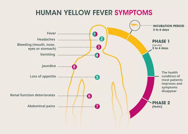 Yellow Fever Symptoms-Mateys Wild Tours.