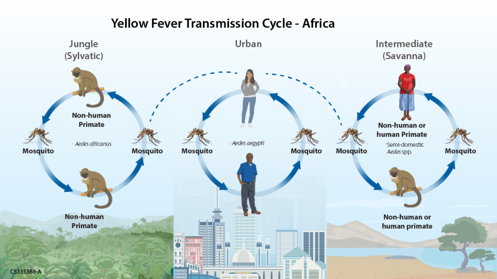 Yellow Fever Transmission in Africa-Mateys Wild Tours.