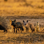 The Shy Five of Africa: The Secret Stars of the Safari.