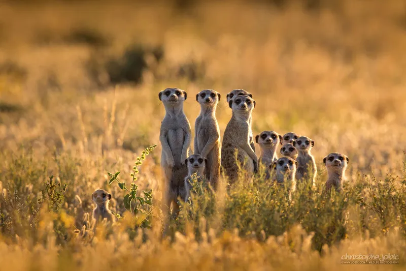 Shy Five of Africa-Meerkat-Mateys Wild Tours