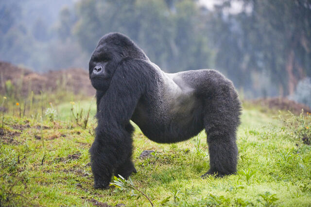 Conservation Five-Gorilla
