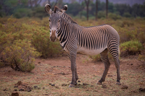 Conservation Five