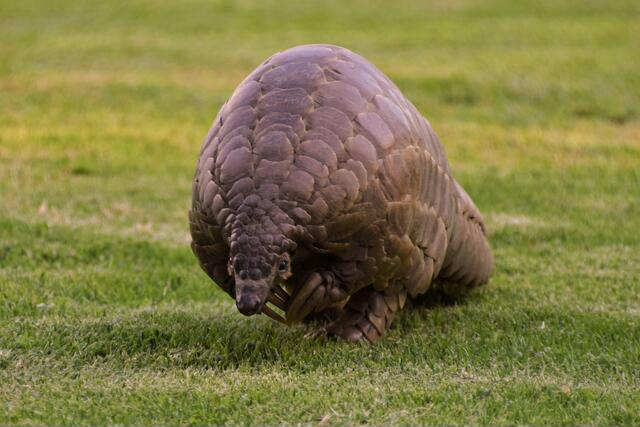 Conservation Five-Pangolin