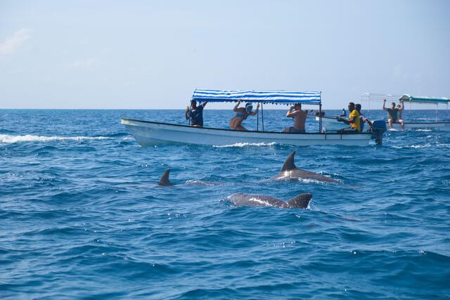 Dolphin Tour Day Trip