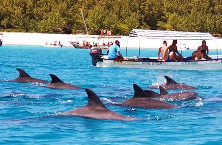 Dolphin Tour Day Trip