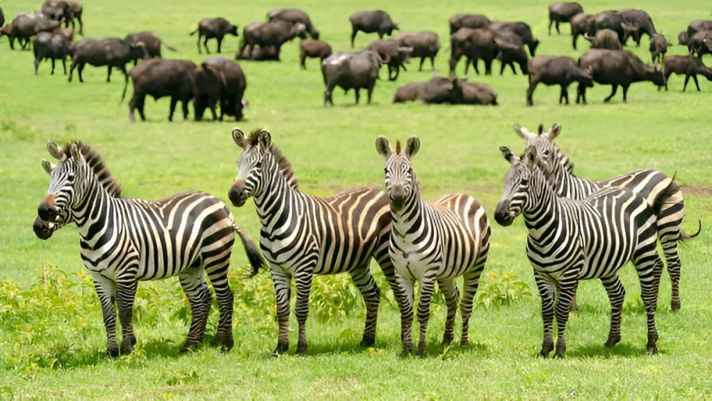 Animals in Nyerere National Park in April