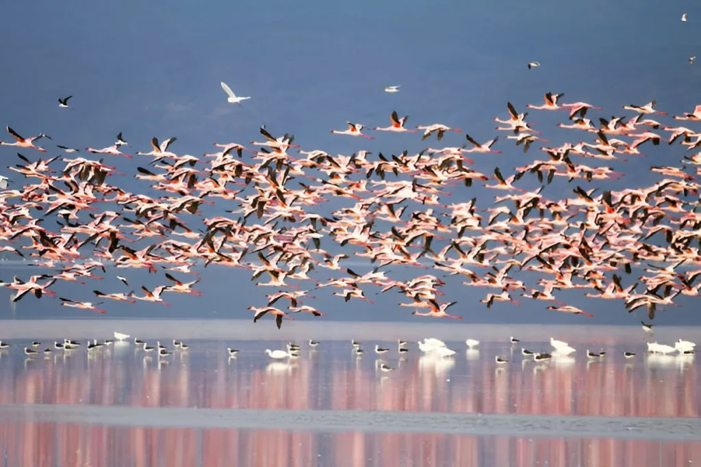 Tanzania Birds in August
