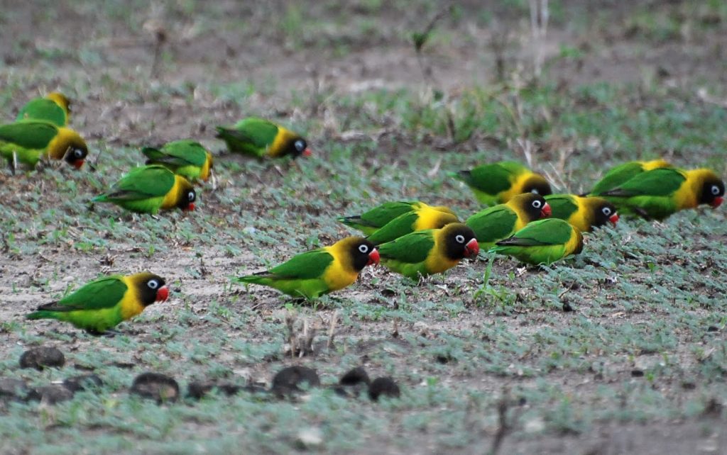 Birds of Tanzania in June