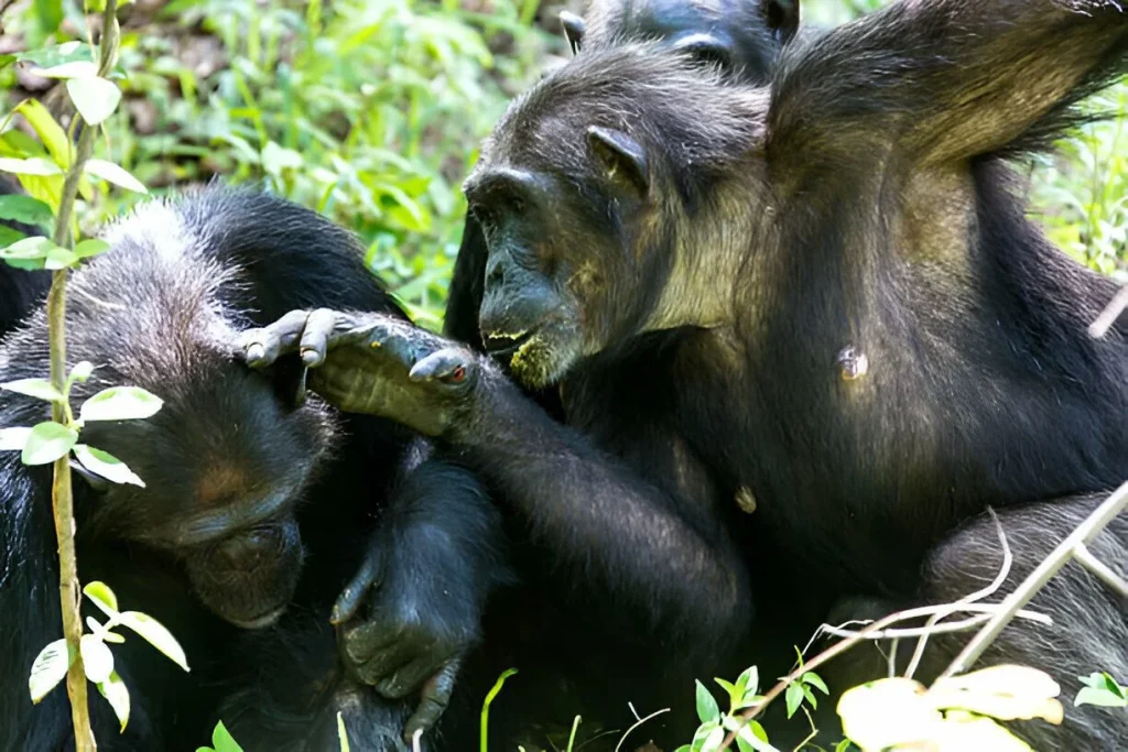 Gombe-National-Park-in-December-by-Mateys-Wild-Tours