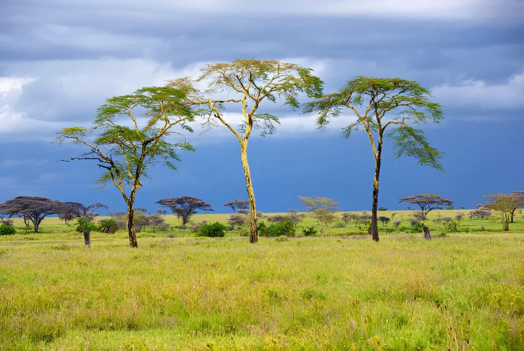 Tanzania Landscape in March