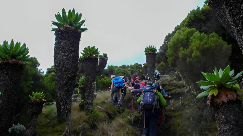 Mount Kilimanjaro in August