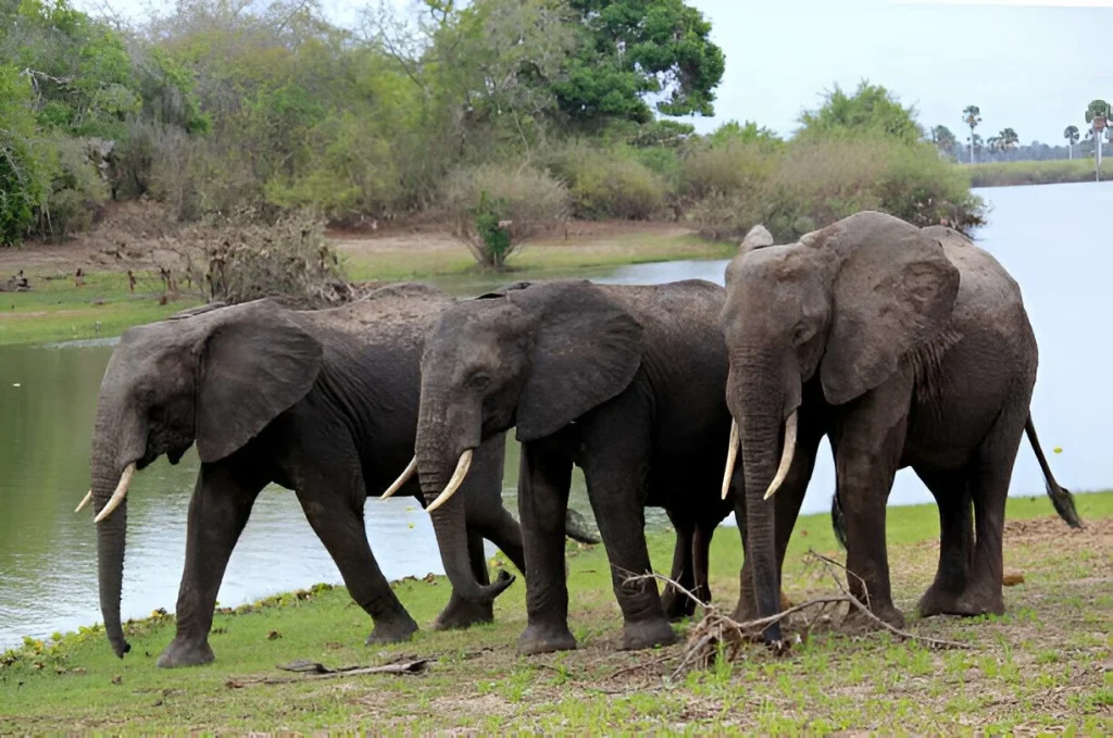Nyerere National Park in August