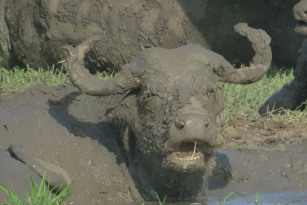 Ruaha National Park in October, Cape Buffalo.