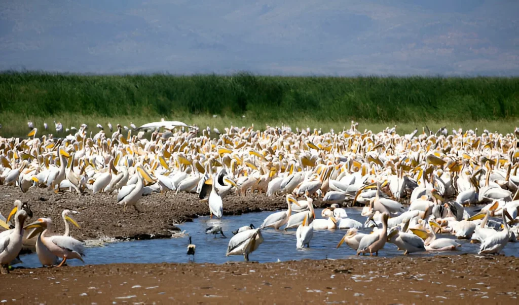 Tanzania-Birds-in-December