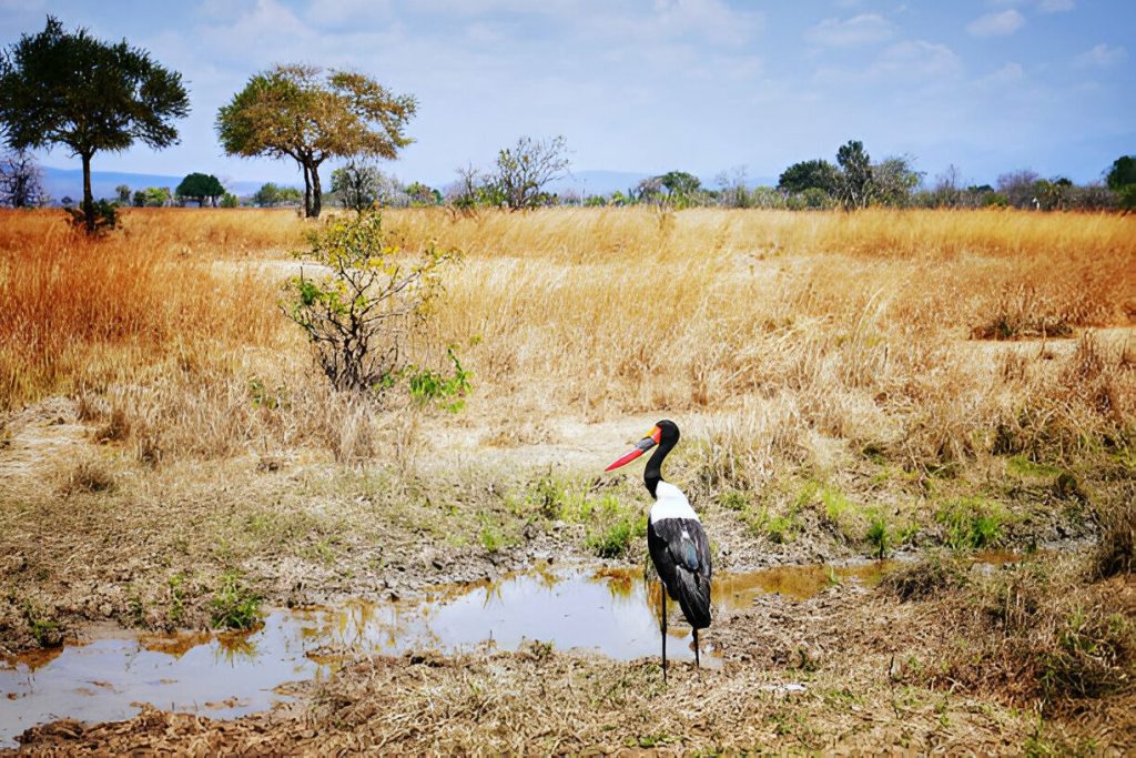 Tanzania Birds in September