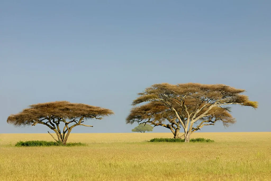 Tanzania Landscape in November
