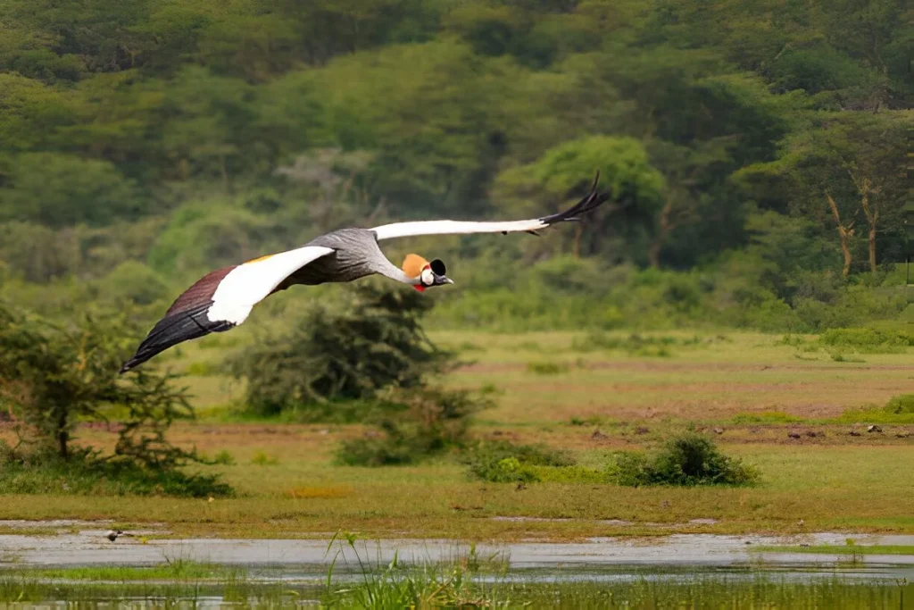 Tanzanian Birds in November