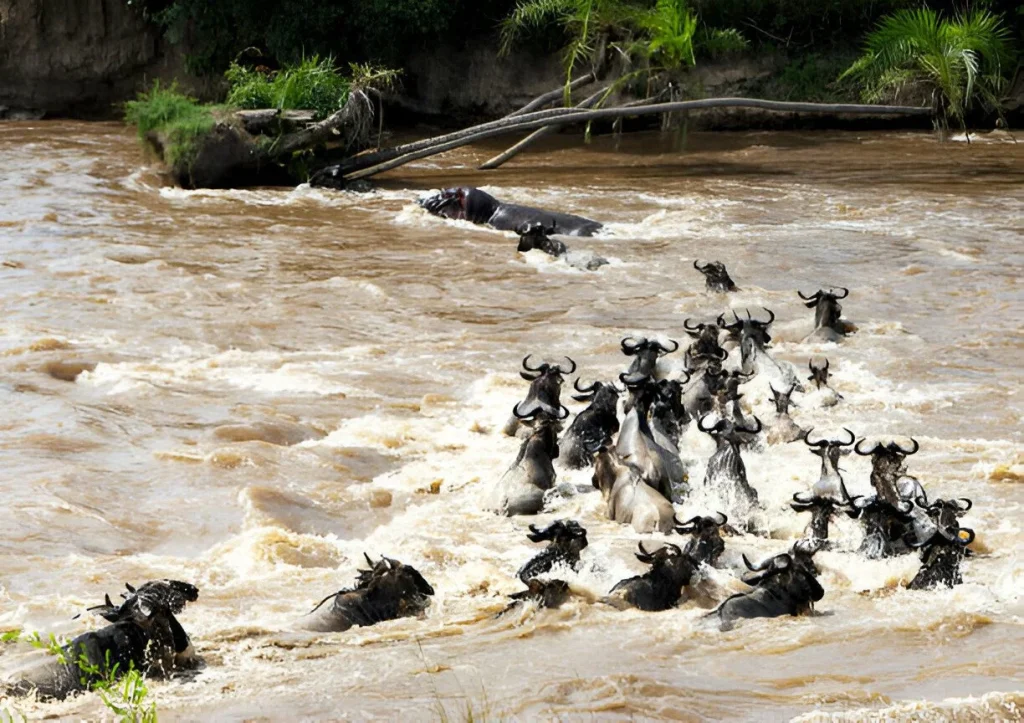 Wildebeest Migration in July