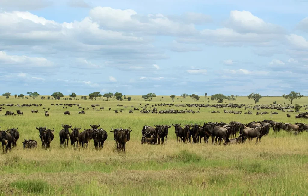 Wildebeest Migration in May