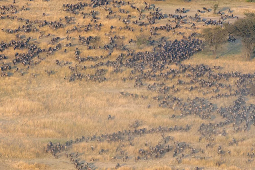 Wildebeest Migration in October
