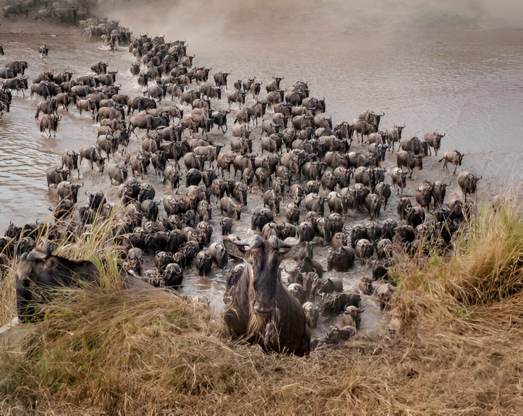 Wildebeest Migrations in August