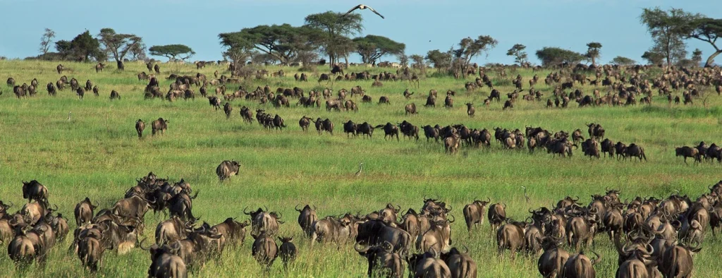 Wildebeest Migration in December.